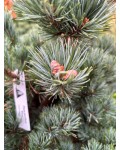 Pinus parviflora Kinpo хвоя